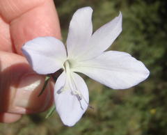 Barleria pretoriensis