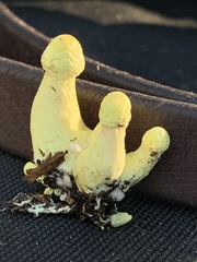 Leucocoprinus birnbaumii