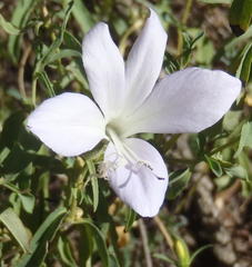 Barleria pretoriensis
