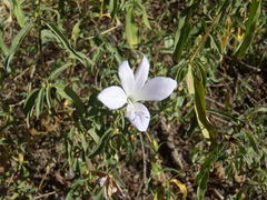 Barleria pretoriensis