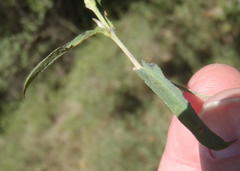 Barleria pretoriensis