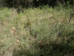 Barleria pretoriensis