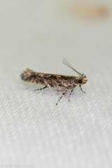 Aristotelia rubidella