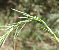 Felicia muricata muricata
