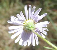 Felicia muricata muricata