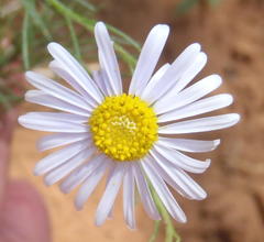 Felicia muricata muricata