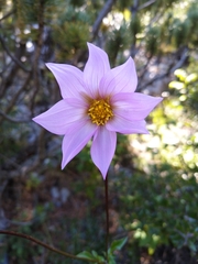Dahlia tubulata