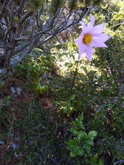 Dahlia tubulata