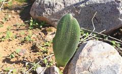 Haemanthus unifoliatus
