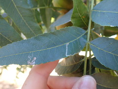 Stigmella longisacca