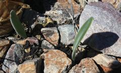 Haemanthus unifoliatus