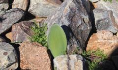 Haemanthus unifoliatus
