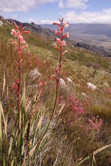 Watsonia stokoei