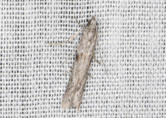Homoeosoma vagella