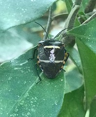 Pharypia nitidiventris