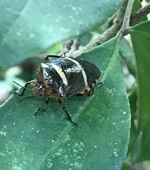 Pharypia nitidiventris