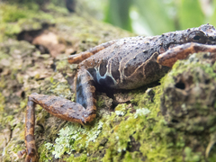 Scinax littoralis