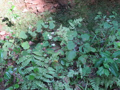 Ageratina luciae-brauniae