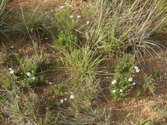 Felicia muricata muricata