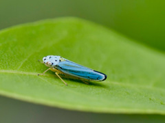 Graphocephala atropunctata