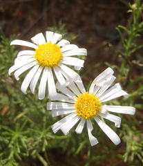 Felicia muricata muricata