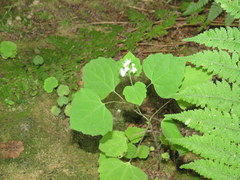 Ageratina luciae-brauniae