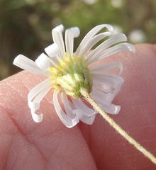 Felicia muricata muricata