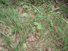 Carex virescens
