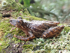 Scinax littoralis