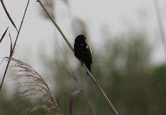 Euplectes capensis capensis