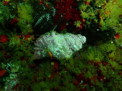 Tonnoidea
