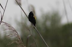 Euplectes capensis capensis