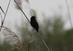 Euplectes capensis capensis