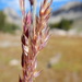 Mountain Hairgrass - Photo (c) Matt Lavin, some rights reserved (CC BY)