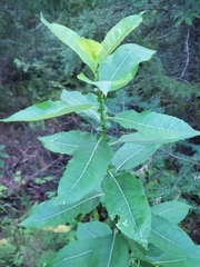 Salix pyrifolia
