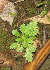 Micranthes petiolaris