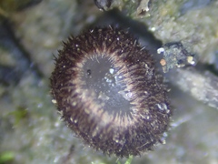 Trichophaea gregaria