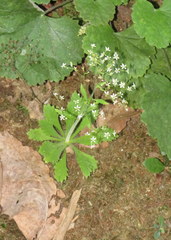 Micranthes petiolaris