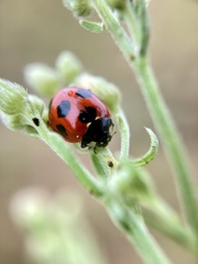 Coccinella septempunctata