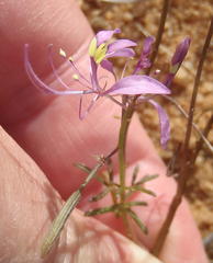 Cleome maculata