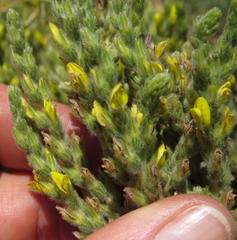 Aspalathus ericifolia ericifolia