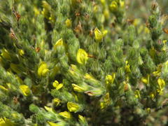 Aspalathus ericifolia ericifolia