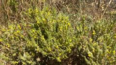 Aspalathus ericifolia ericifolia