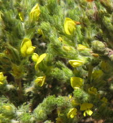 Aspalathus ericifolia ericifolia