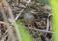 Bradypterus baboecala baboecala