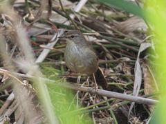 Bradypterus baboecala baboecala