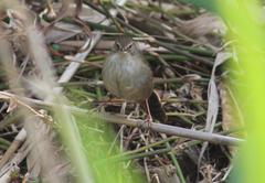 Bradypterus baboecala baboecala