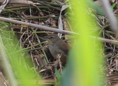 Bradypterus baboecala baboecala