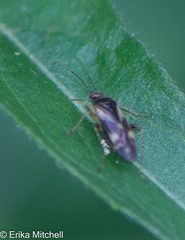 Plagiognathus obscurus