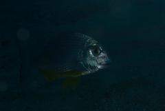 Rhabdosargus thorpei